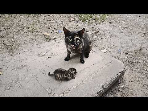 "Please, take care of my baby?" A stray cat entrusts her precious gift to someone she trusts.