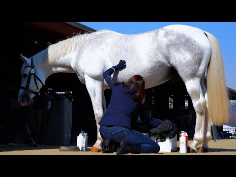 Korean Woman Who Replaces Horseshoes at Lightning Speed so Racehorses Don’t Get Hurt