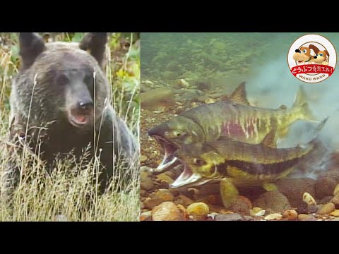 【貴重映像】北海道に、魚もキツネもヒグマもワシも集う”幻の川”があった!サケの大群が命がけの出産…そして残った壮絶な光景とは【どうぶつ奇想天外/WAKUWAKU】