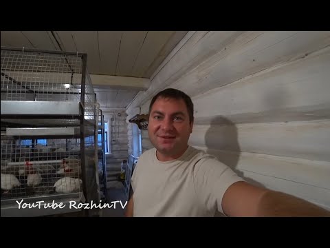 Broiler Maintenance! How to Build and Heat a Brooder?