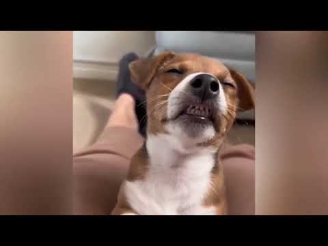 Tente não rir com esses animais mais engraçados