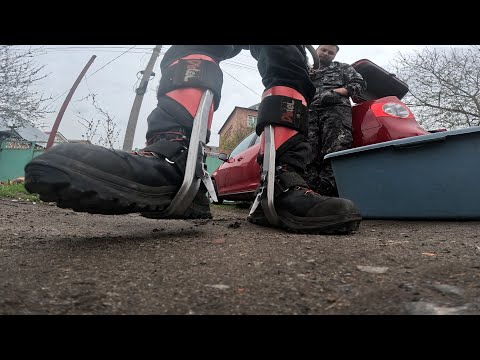 Спил сложного ореха, Ростовская Область, Арборист Гаффы