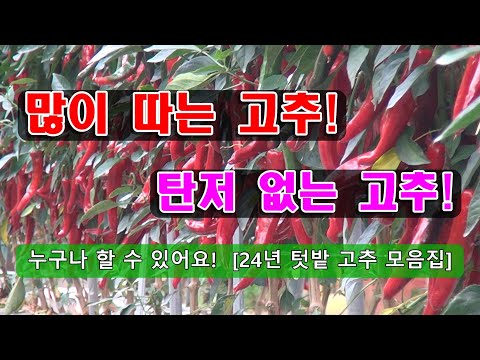 [24년 텃밭 고추 모음집]다수확 밭 만들기부터 추비 방법, 끝물까지 탄저 없는 방제까지 공유합니다.