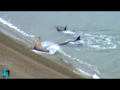 Filmed by Accident, But Blew Up the Internet! Crazy Moments with Animals!