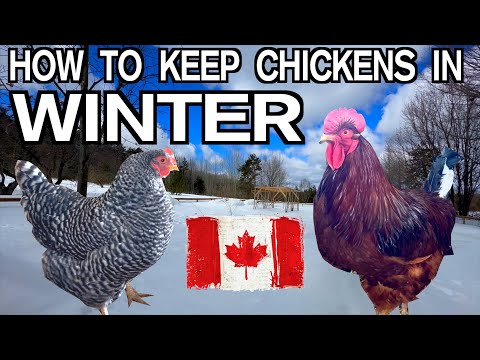 Keeping Chickens In Winter in Canada & Cold Climates