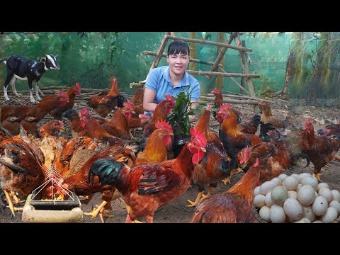 The Process of Raising Free-range Chickens Naturally for Meat & Eggs. Poultry Business