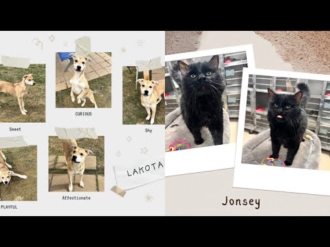 Perfect Pet: Meet Lakota and Jonsey!