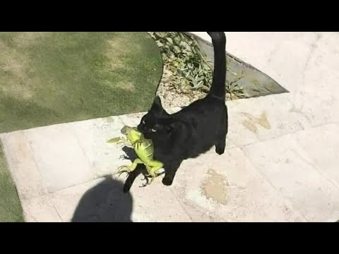 These Funny Cats That Bring You A Little Surprise 😹💫 30 Minutes of Laugh