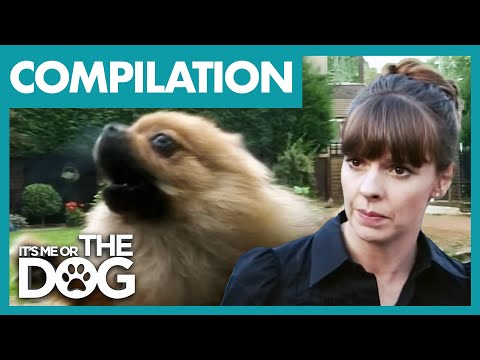 Victoria Stilwell vs. The Most Aggressive Tiny Dogs Ever! 🐶 | COMPILATION | It's Me Or The Dog