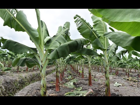 HOW TO PROPAGATE OR MULTIPLY PLANTAINS AND BANANAS SUCKERS STEP BY STEP FROM START TO FINISH