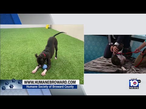 Broward Humane society dogs steal hearts as annual Walk for the Animals nears