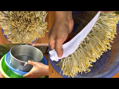 How To Grow Mung Bean Sprouts At Home, Harvest After 3 Days