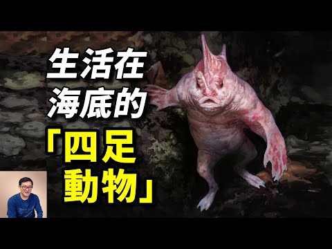 它們生活在海底，用四條腿爬行，6毫秒吞掉一群魚！悄無聲息的高效捕食者——躄魚【老肉雜談】#動物 #野生動物 #海洋生物 #魚 #fish
