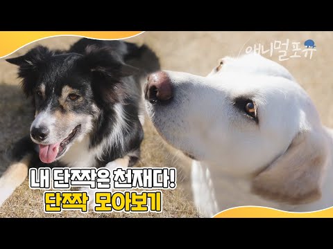 집안일 해내는 ‘천재견 호야’부터 ‘안마해주는 고양이’까지! 내 단짝은 천재다! 💛 | 동물극장 단짝 모음 | KBS 단짝 220128-230225 방송