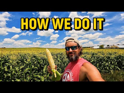 How We Grow Sweet Corn from Start to Finish (and the $ per acre)