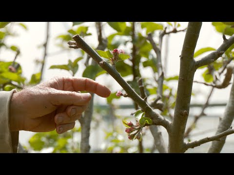 The IMPORTANCE of Summer Pruning an Apple Tree - Part 2 of 2