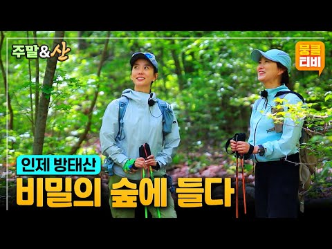 [주말엔산] 산세가 수려하기로 유명한 우리나라에서 가장 큰 자연림 '방태산'의 초여름 풍경 속으로⛰️🌿 ‘영상앨범 산 - 인제 방태산’ | KBS 220605 방송