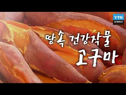 [한국사 探] 구황작물로 역사를 함께 한 땅속 건강 작물 ‘고구마’ / YTN 사이언스