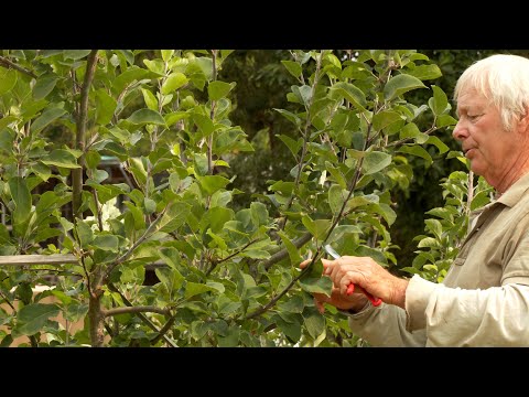 The IMPORTANCE of Summer Pruning an Apple Tree -  Part 1 of 2