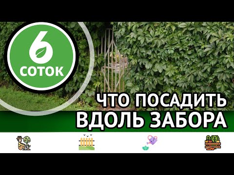 Что посадить вдоль забора. 6 соток 10.04.2023