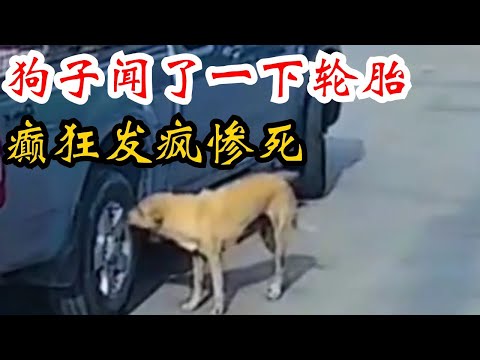 狗子闻了一下轮胎，就彻底癫狂发疯惨死，汽车轮胎竟成致命武器？