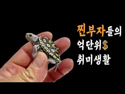 찐부자들의 억단위 테라핀 취미생활