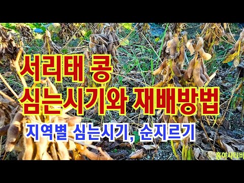 서리태 콩 심는시기와 재배방법//지역별 심는시기/순지르기/ 밑거름과 웃거름//