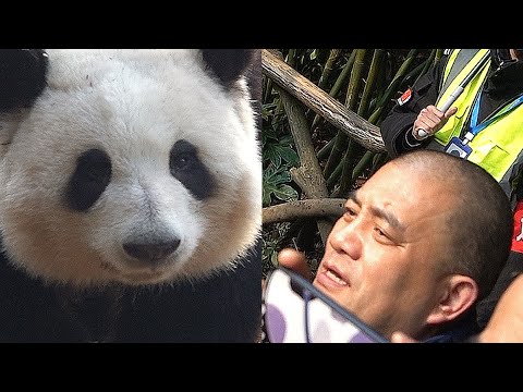 Hehua didn't see the apple that Grandpa put for her, but found the apple that Grandpa gave to Heye