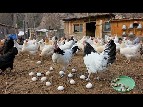 Raising Chickens for Eggs & Profit – Low Cost Free Range Organic Poultry Farming
