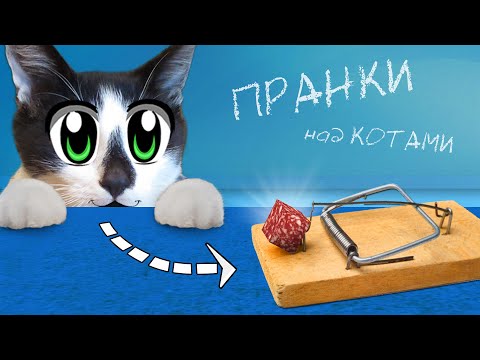 5 ПРАНКОВ над КОТАМИ | ЛУЧШИЕ ПРИКОЛЫ с КОШКАМИ vs А ну-ка Давай-ка