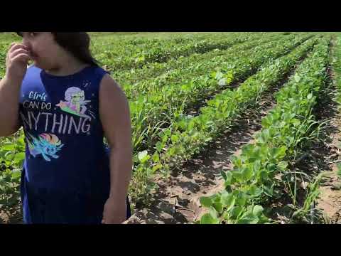 No till soybeans vs. tilled ground soybeans, side by side comparison.
