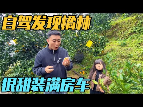 湖南发现藏在美景里的橘子，一家三口装满房车，甜到心坎里【家和远方的旅行】