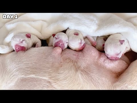 Raising 20 Newborn Puppies for 20 Days… Here’s What Happened! | The First 20 Days of Newborn Animals