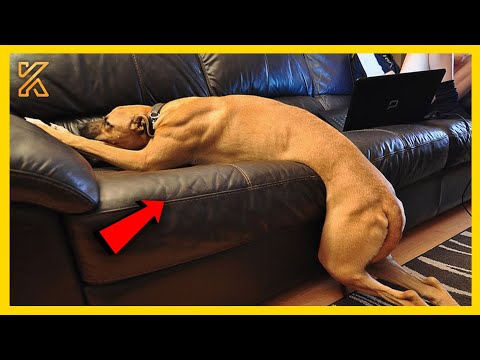 🎬🐕Funniest DRAMATIC DOG Meltdowns That Deserve an Oscar 🤣