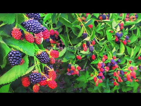 Ежевика. Лучшие сорта ежевики. Саженцы ежевики + розыгрыш 8 саженцев лучших сортов.