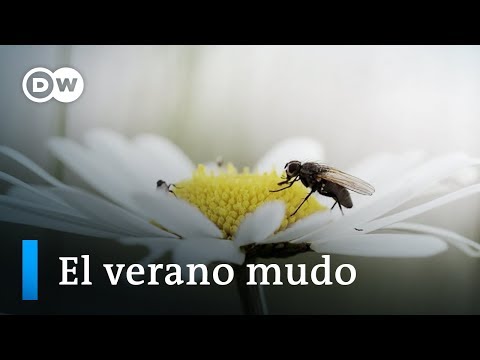 Muerte masiva de insectos | DW Documental