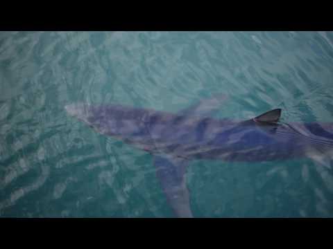 Shark outside RocketWerkz Office