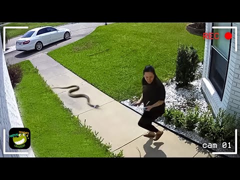 Wild Animals Invading Cities Caught on Camera #17