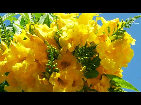 Чудесно и Красиво для души! Новая, неземная мелодия Сергея Чекалина уносит вдаль к мечтам!