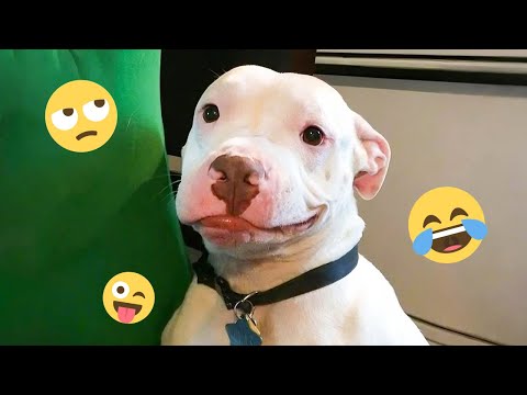 I dare you not to LAUGH at these FUNNY DOGS 😁🦮 - Best Funny Animals Videos 2025 #169