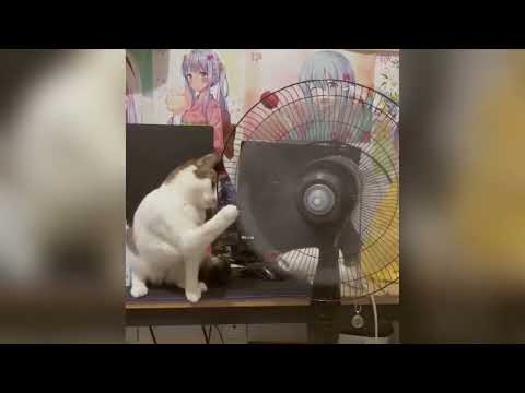 Lustige Tiere, die Freude in deinen Tag bringen ♥