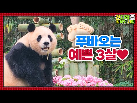 (SUB) 3rd Birthday Party Of Super Star Panda Fubao🥕│ Panda World🐼