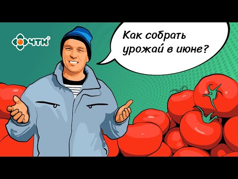 Теплица. Отзыв семьи в деревне о подогреве грунта в теплице от ЧТК.