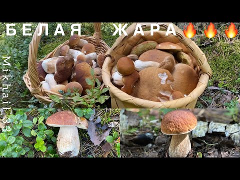 ПОЛНЫЙ АУТ! БЕЛЫЕ ГРИБЫ И БОРОВИКИ ПРУТ В ЖАРУ! ЭТО ПРОСТО ЧУДО! ТАКОГО НИКАК НЕ ОЖИДАЛ! Грибы 2023