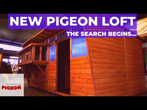 Time To Buy A NEW Pigeon Loft | Ep52
