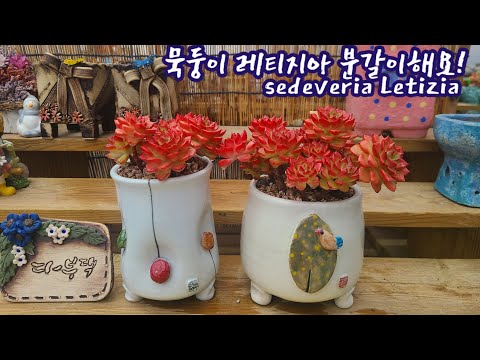 묵둥이 레티지아 분갈이해요! 야무지게 합식해놨네요! 공기뿌리 자꾸 생겨서 분갈이해줍니다!