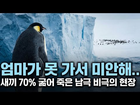 남극의 비명 - 황제펭귄 집단 번식 실패의 기록