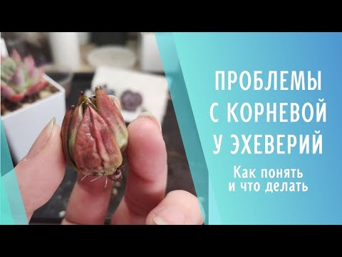 Эхеверия не пьёт, что делать? 🌱 Проблемы с корнями у эхеверий
