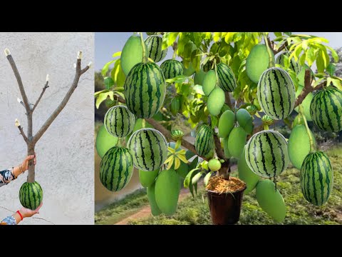 Great technique for grafting Mango tree and watermelon fruit with banana & pumpkin