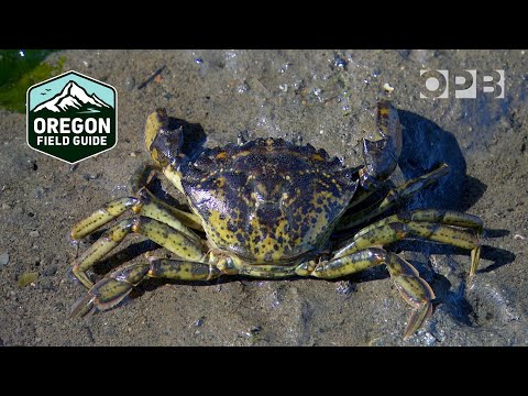 Green crabs are invading the Pacific Northwest coast | Oregon Field Guide